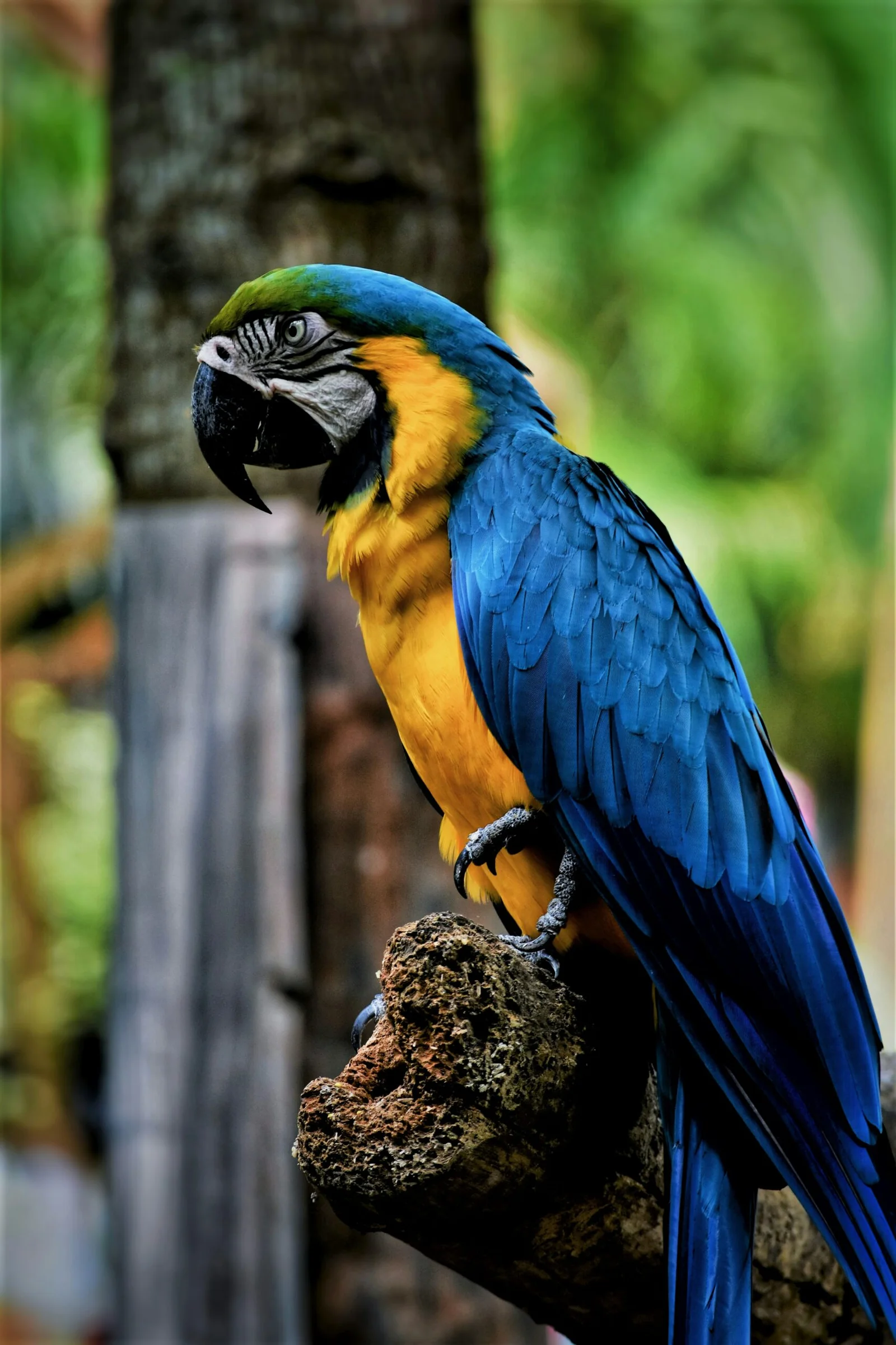 blue and yellow macaw perching on tree branch