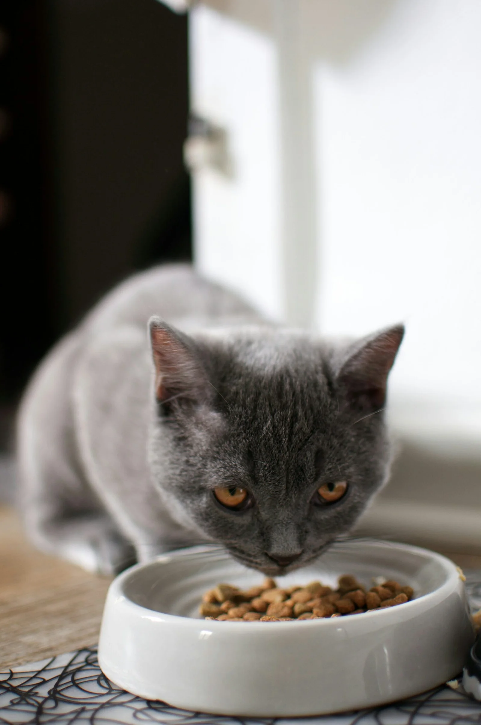 Understanding Feline Nutrition: Vitamins and Minerals Your Cat Needs