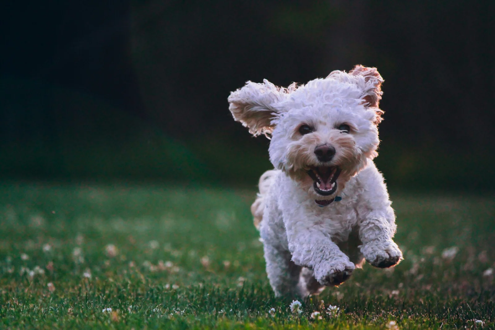 Choosing the Right Toy or Miniature Dog Breed