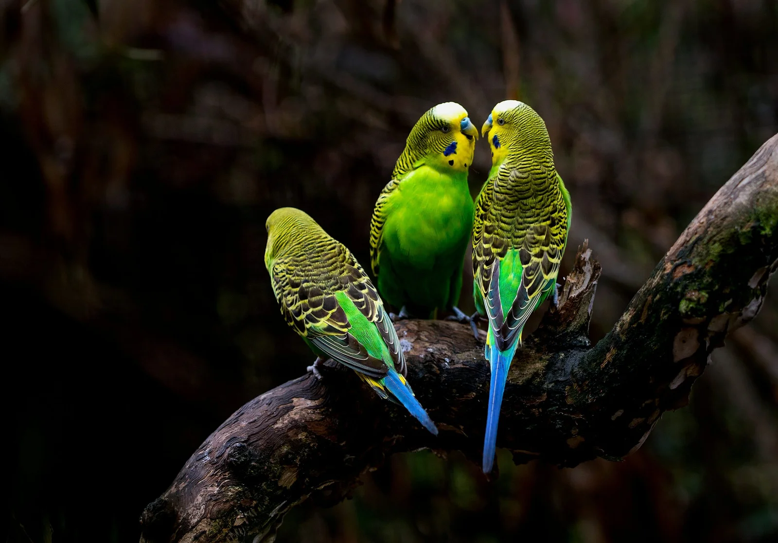 three green budgerigars perching on tree branch