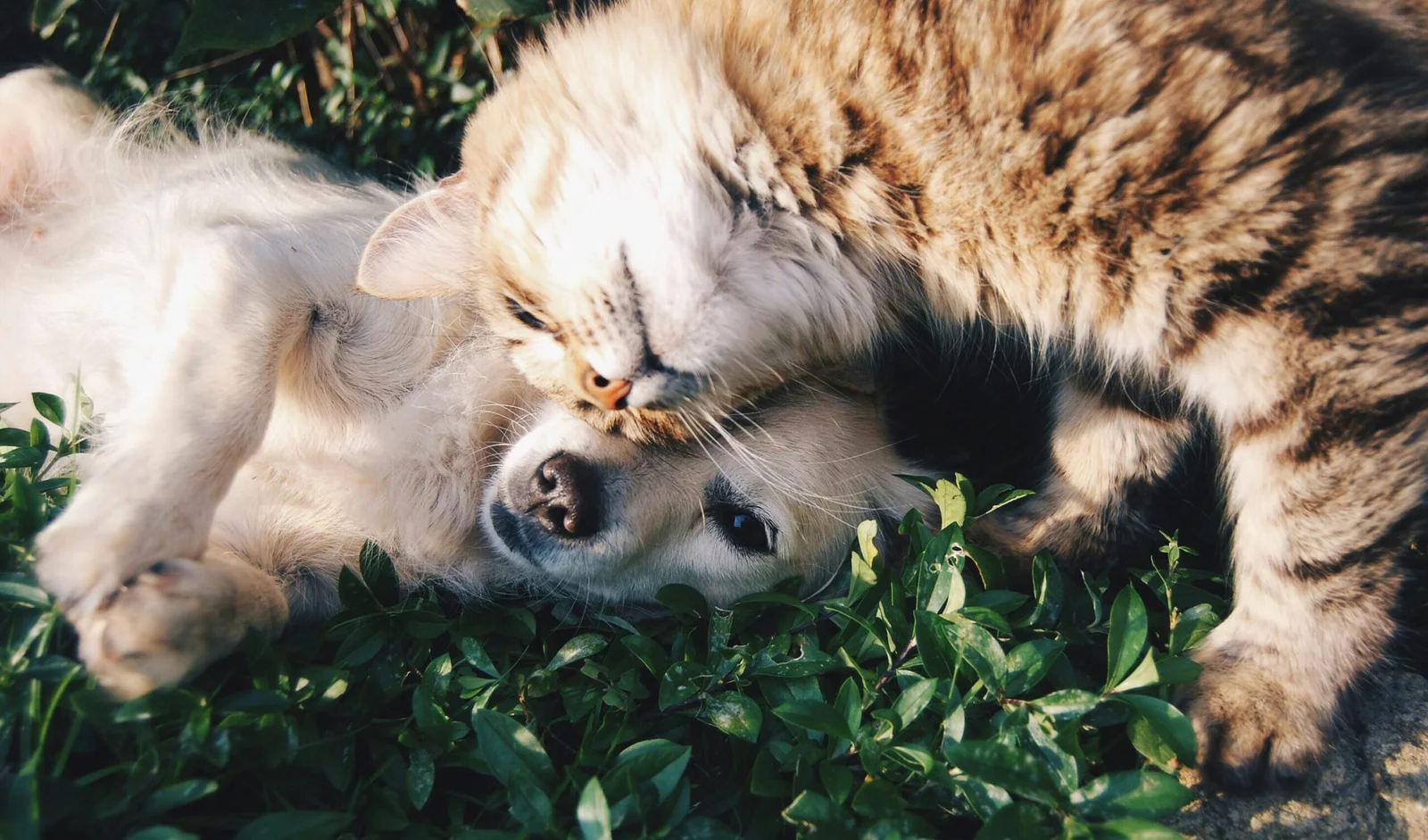 Discovering the Bizarre and Astonishing World of Pets