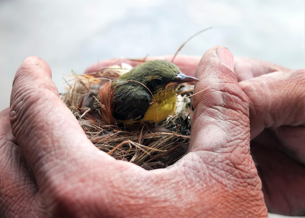 Immagine rappresentativa per: Beyond the Ocean Heartwarming Rescues of Stranded Marine Creatures