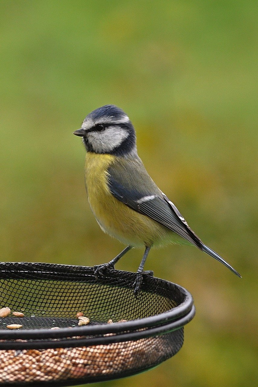 Immagine rappresentativa per: Common Mistakes in Bird Feeding and How to Avoid Them