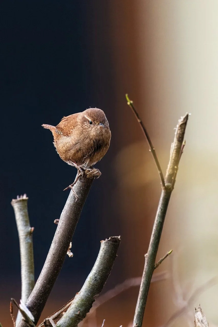 Immagine rappresentativa per: How to Stop Your Bird from Screaming and Improve Behavior