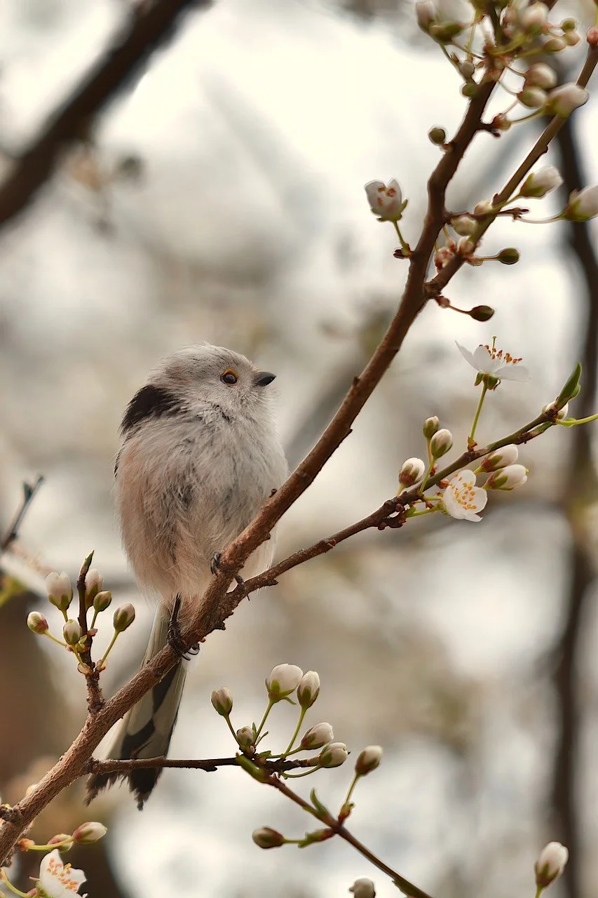 Immagine rappresentativa per: How to Teach Your Bird to Talk Step-by-Step Guide