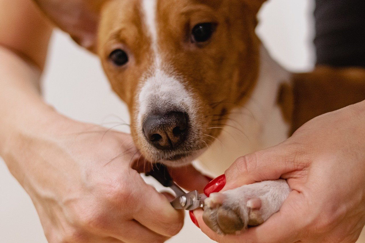 Immagine rappresentativa per: How to Train Your Bird to Enjoy Bathing and Grooming Sessions