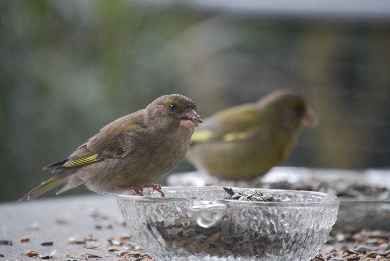 Immagine rappresentativa per: The Art of Feeding Multiple Bird Species in a Shared Environment