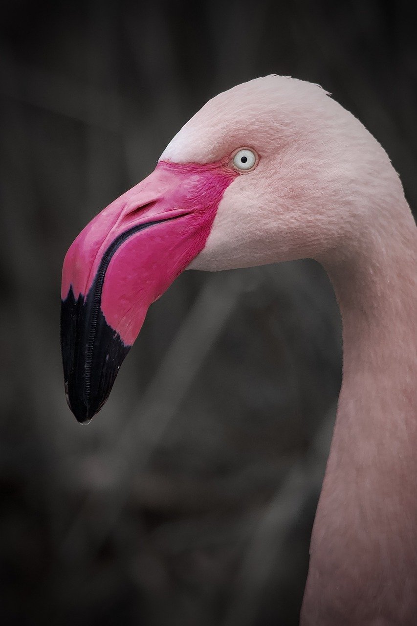 Immagine rappresentativa per: The Importance of Fresh Water and Hydration for Birds