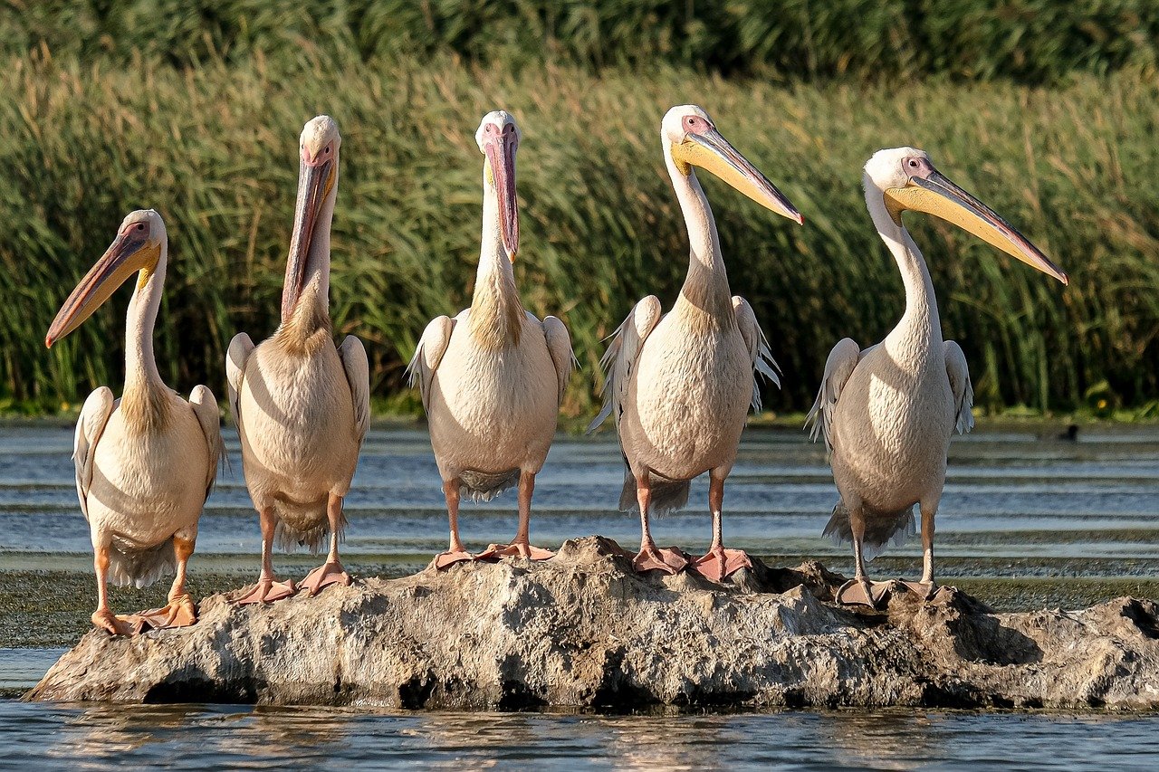 Immagine rappresentativa per: The Role of Technology in Protecting Endangered Species From AI to Drones