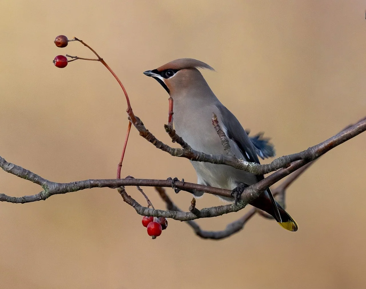 Immagine rappresentativa per: Top 10 Safe and Healthy Treats for Birds