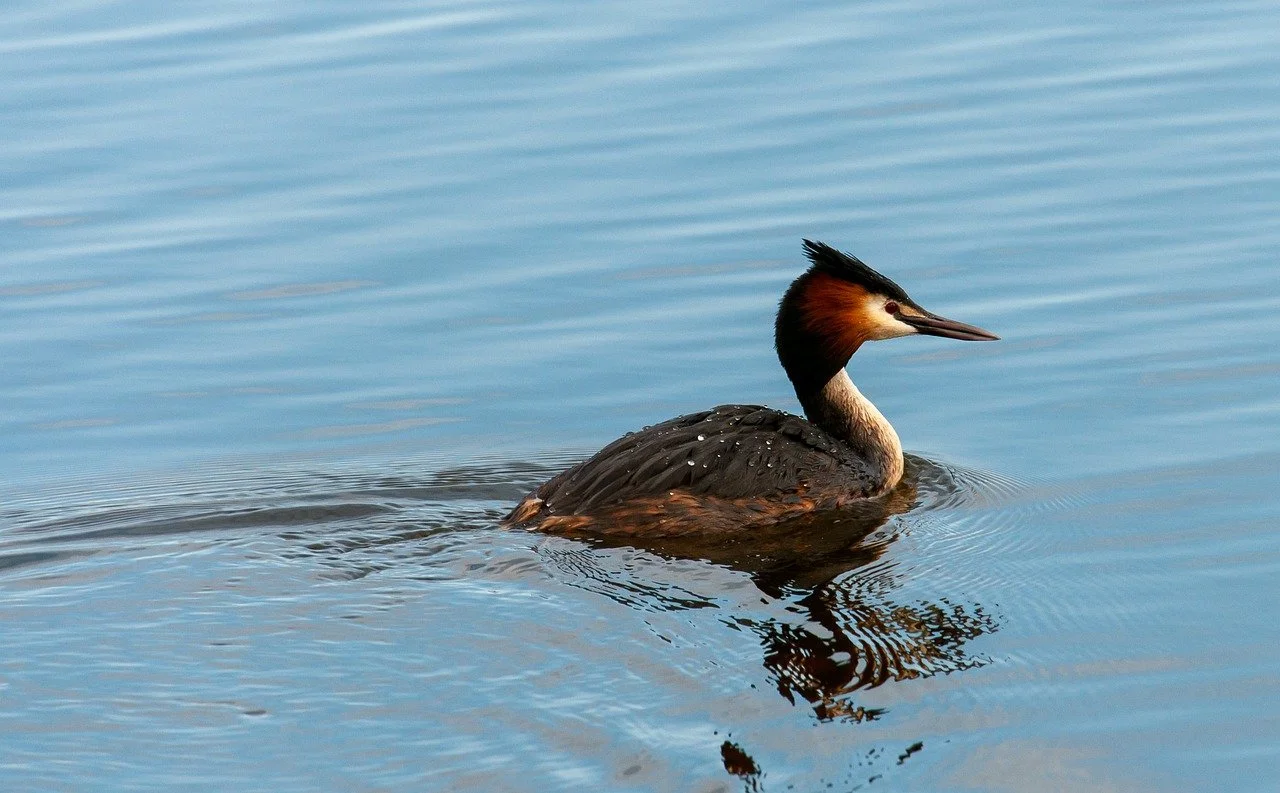 Immagine rappresentativa per: Understanding Bird Body Language for Better Communication