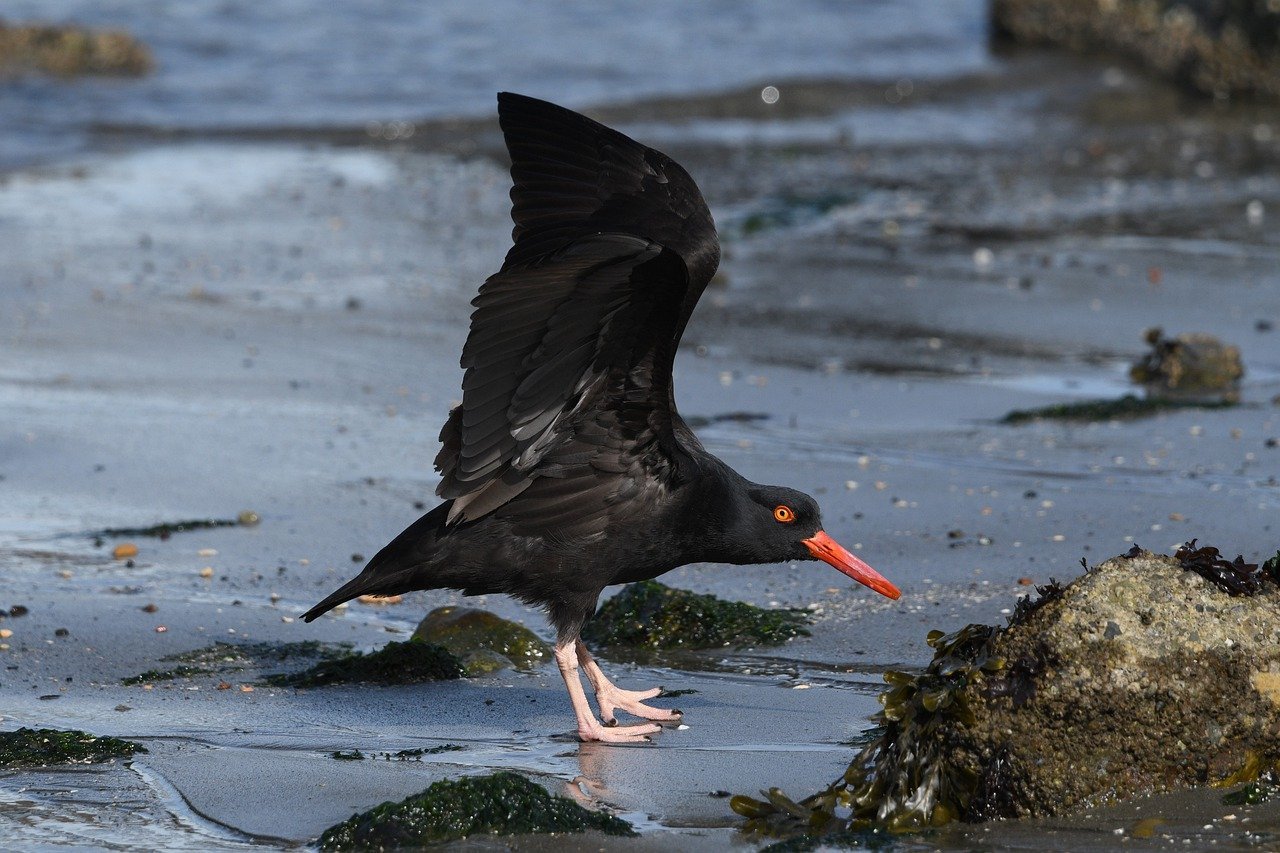 Immagine rappresentativa per: Understanding Bird Feeding Behavior and Preferences